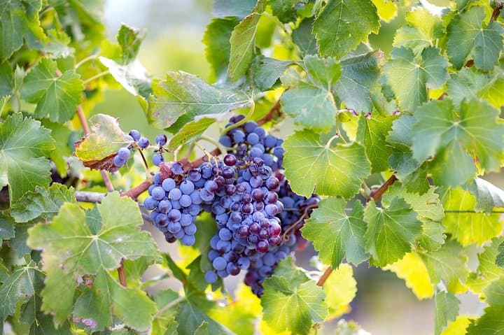 Orosei Off-Road: Nuraghe Views, Cannonau Vineyard and Pecorino Tasting photo 2