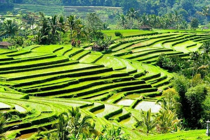 Full-Day Private Cultural Bali Tour from Ubud: Temples, Rice Terraces & Waterfalls photo 4
