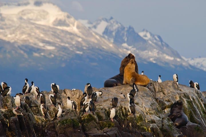 Sail the Beagle Channel on a Catamaran: Wildlife & Les Eclaireurs Lighthouse Cruise photo 5