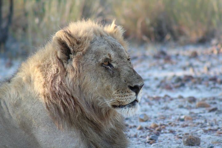 3-Day Private Etosha Safari: Guided Game Drives & Night Waterhole Viewing photo 2