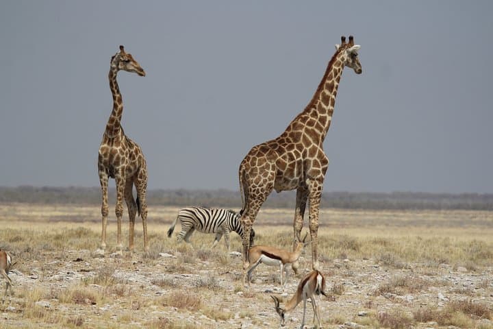 3-Day Private Etosha Safari: Guided Game Drives & Night Waterhole Viewing photo 3