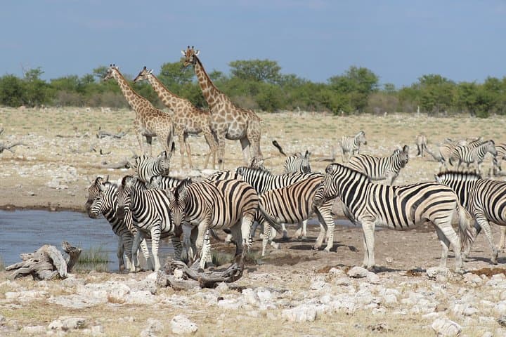 3-Day Private Etosha Safari: Guided Game Drives & Night Waterhole Viewing
