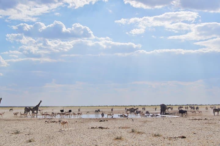 3-Day Private Etosha Safari: Guided Game Drives & Night Waterhole Viewing photo 4