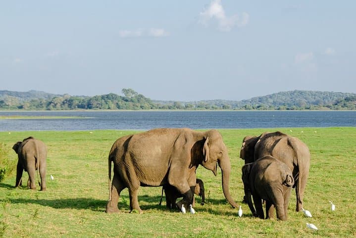 Minneriya National Park Safari: Jeep Wildlife Viewing & Elephant Gatherings