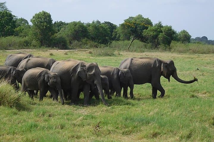 Minneriya National Park Safari: Jeep Wildlife Viewing & Elephant Gatherings photo 2
