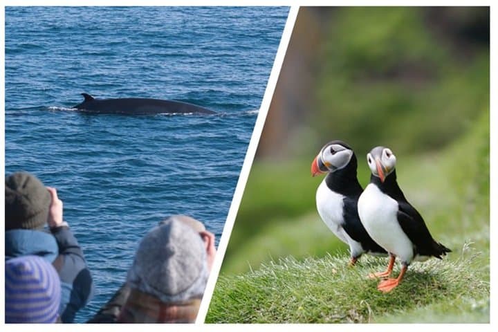 Reykjavik Whale and Puffin Watching Combo — Old Harbour Boat Tours