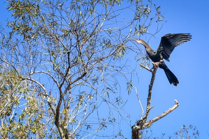 Everglades Guided Kayak Tour: Paddle Mangrove Tunnels & Cypress Ponds photo 6