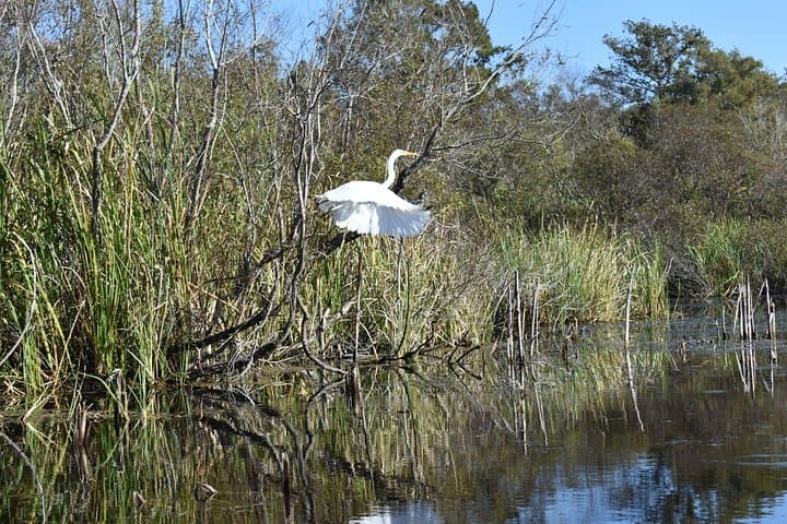 Everglades Guided Kayak Tour: Paddle Mangrove Tunnels & Cypress Ponds photo 3