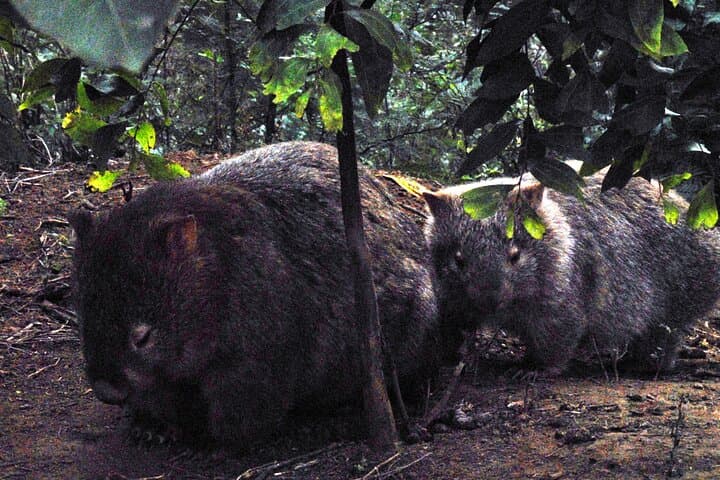 Walking with Wild Wombats: Private Day Trip from Sydney photo 4