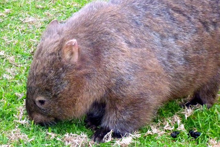 Walking with Wild Wombats: Private Day Trip from Sydney photo 2
