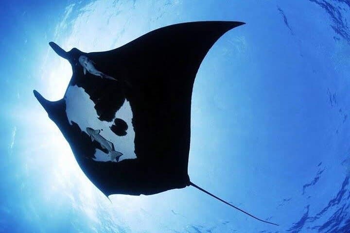 Scuba Diving Nusa Penida & Manta Point: Manta Rays, Drift Dives, and Coral photo 4