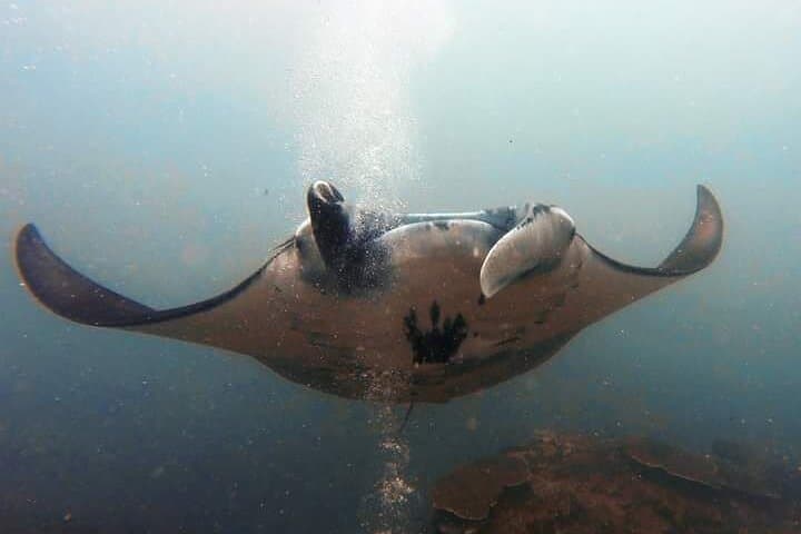 Scuba Diving Nusa Penida & Manta Point: Manta Rays, Drift Dives, and Coral photo 5