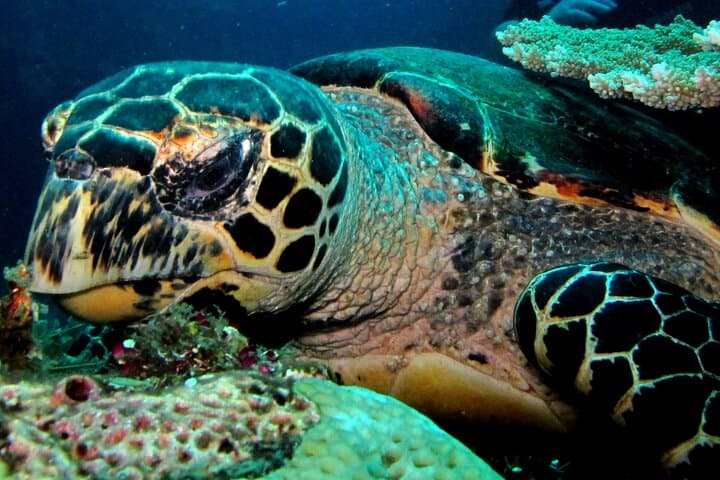 Tulamben USAT Liberty: Full-Day 2-Dive PADI Experience from Bali photo 2