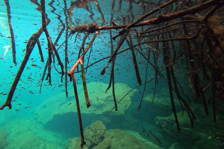 Freediving in a Tulum Cenote: Beginner Intro Course and Practical Guide photo 3