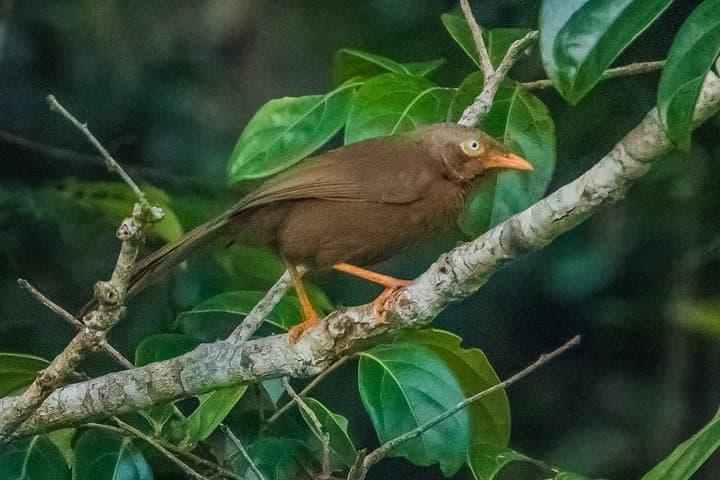 Sinharaja Rainforest Birdwatching Walk from Mount Lavinia — Guided Day Trip photo 2