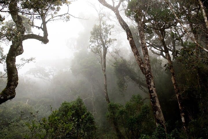 Sinharaja Rainforest Birdwatching Walk from Mount Lavinia — Guided Day Trip photo 5
