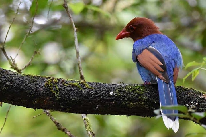 Sinharaja Rainforest Birdwatching Walk from Mount Lavinia — Guided Day Trip photo 6
