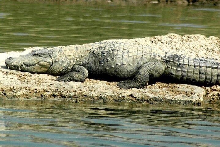 Golden Triangle India: Delhi, Agra & Jaipur with Chambal Safari photo 5