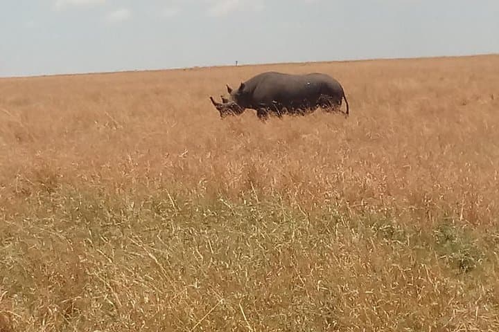 5-Day Kenya Safari: Amboseli, Lake Naivasha & Maasai Mara Wildlife Circuit photo 2