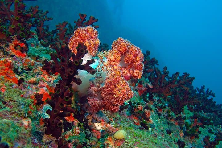 Morning Snorkel off Unawatuna: Coral Gardens and Silver Shoals in Two Hours photo 2
