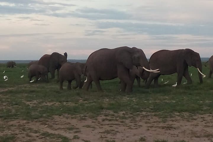 10-Day East Africa Safari: Maasai Mara, Serengeti & Ngorongoro Mid-Range Wildlife Circuit photo 6