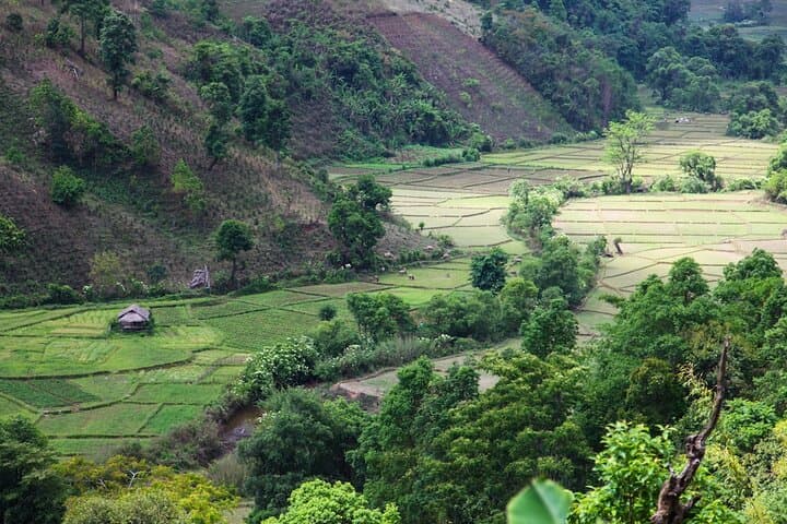 Half-Day Tea Plantation Trek from Pindaya to Danu Villages photo 2