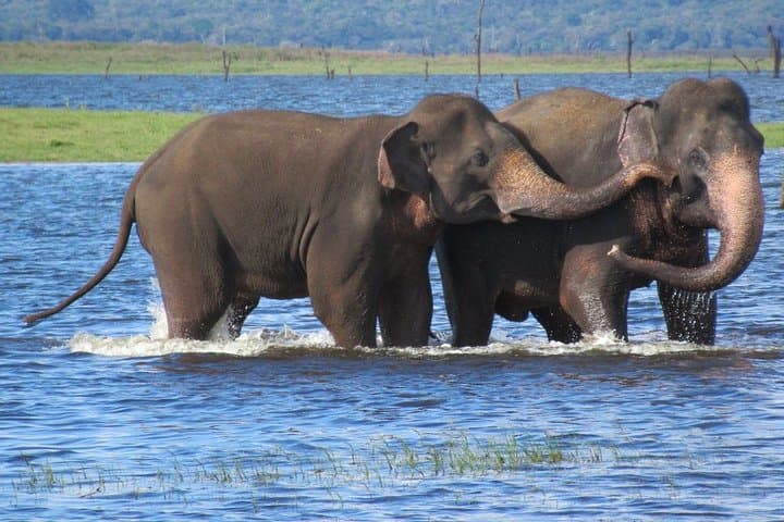 Kaudulla National Park Wildlife Safari — Elephant Encounters Near Habarana