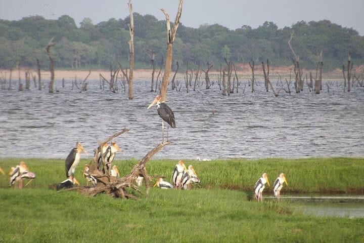 Kaudulla National Park Wildlife Safari — Elephant Encounters Near Habarana photo 2