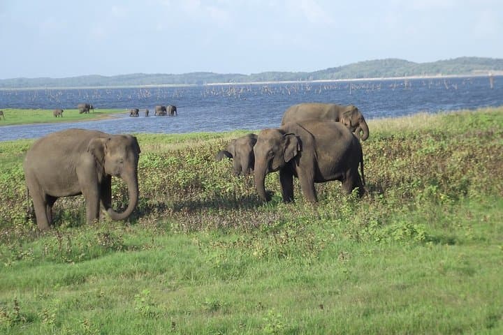 Kaudulla National Park Wildlife Safari — Elephant Encounters Near Habarana photo 4