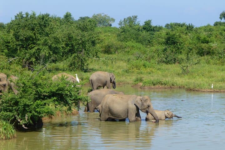 Private Wildlife Safari at Udawalawe National Park — See Wild Asian Elephants