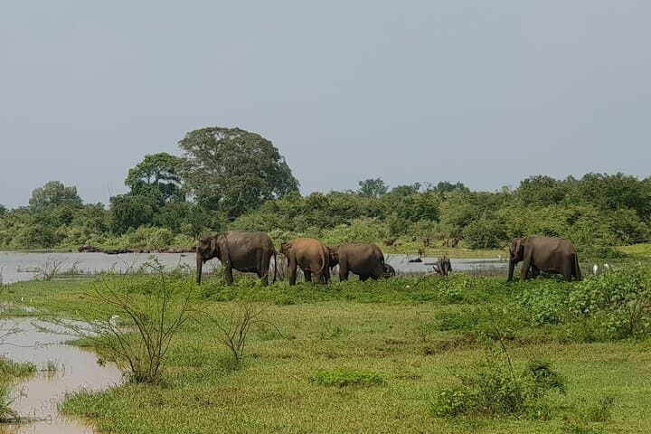 Private Wildlife Safari at Udawalawe National Park — See Wild Asian Elephants photo 2