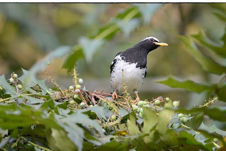 Birdwatching and Rainforest Trek in Kitulgala: Day Trip from Mount Lavinia