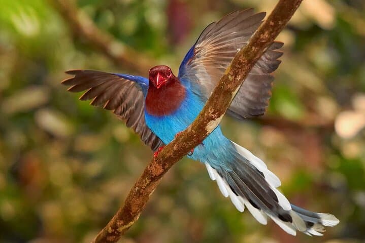 Birdwatching and Rainforest Trek in Kitulgala: Day Trip from Mount Lavinia photo 5
