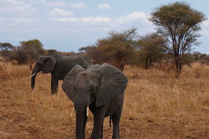 Ngorongoro Crater & Lake Manyara: 2-Day Short Safari from Arusha photo 2