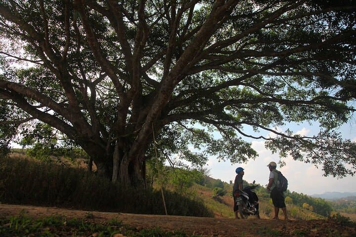 Half-Day Tea Plantation Trek from Pindaya to Danu Villages