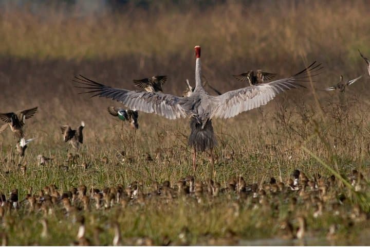 Thalangama Wetland Birdwatching Trek — Morning & Evening Tours from Mount Lavinia photo 3