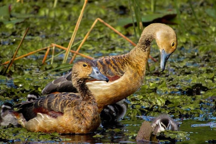 Thalangama Wetland Birdwatching Trek — Morning & Evening Tours from Mount Lavinia photo 5
