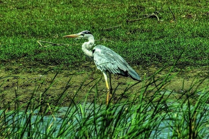 Bundala National Park Wildlife Safari: Best Times, What You’ll See & Practical Tips photo 1