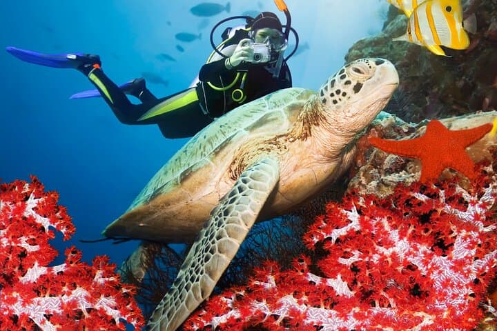 Pro Scuba Diving in Bentota: Shipwrecks, Coral Reefs & Guided Dives photo 3