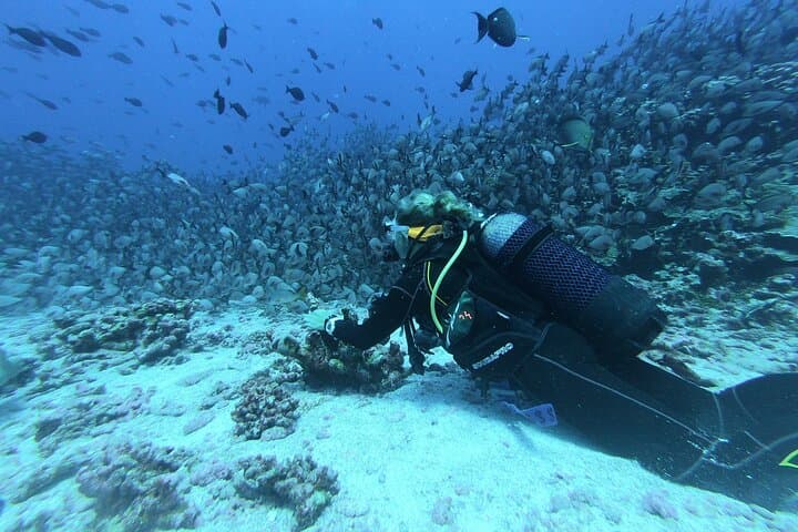 Scuba Diving in Hikkaduwa: Coral Gardens, Turtles & PADI Courses photo 4