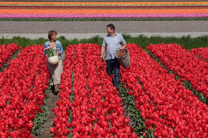 Tulip Photos at De Tulperij: Capture Flower Fields in Voorhout