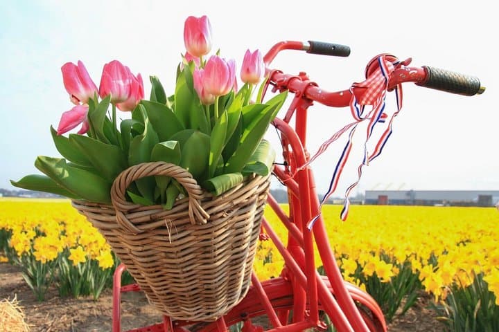 Tulip Photos at De Tulperij: Capture Flower Fields in Voorhout photo 4