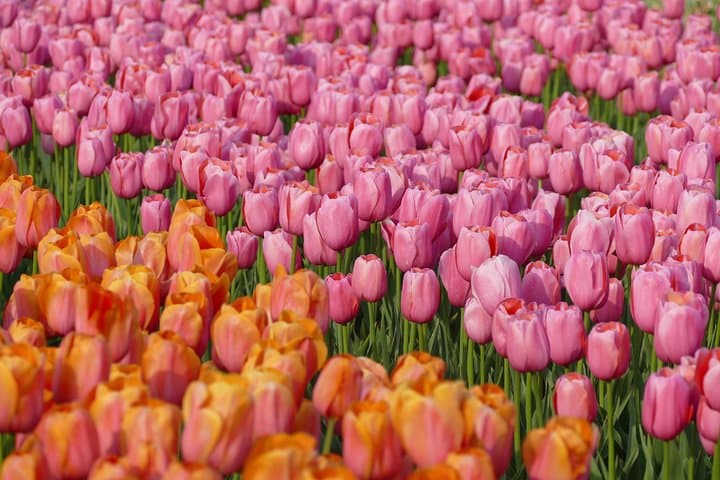 Tulip Photos at De Tulperij: Capture Flower Fields in Voorhout photo 5