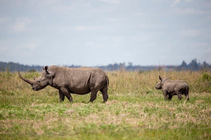 Explore Nairobi National Park: A Half-Day Private Safari in Kenya’s Unique Urban Wilderness photo 2