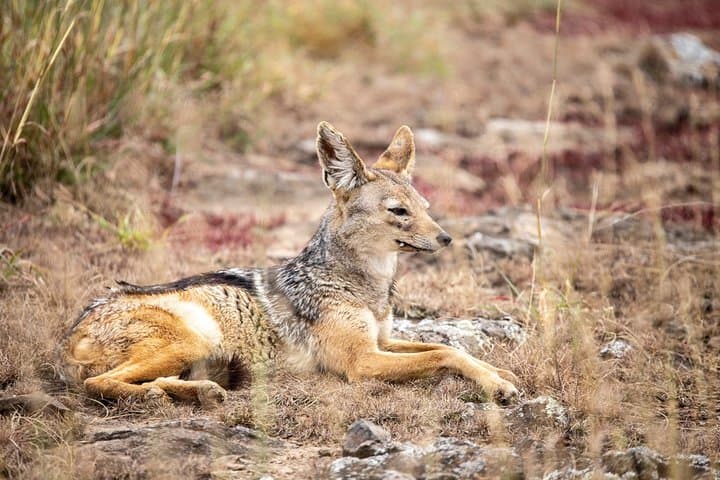 Explore Nairobi National Park: A Half-Day Private Safari in Kenya’s Unique Urban Wilderness photo 4
