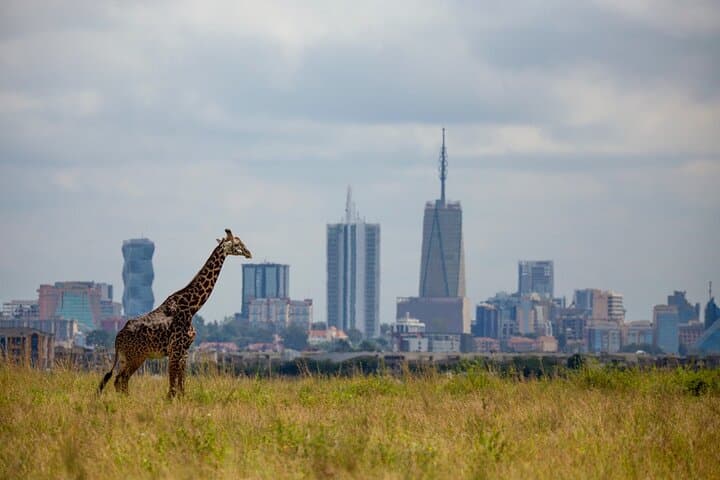 Explore Nairobi National Park: A Half-Day Private Safari in Kenya’s Unique Urban Wilderness