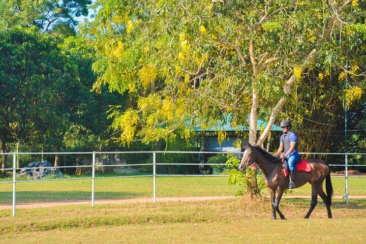 Horse Riding in Dambulla: Professional Rides at Sri Lanka's Largest Equestrian Centre