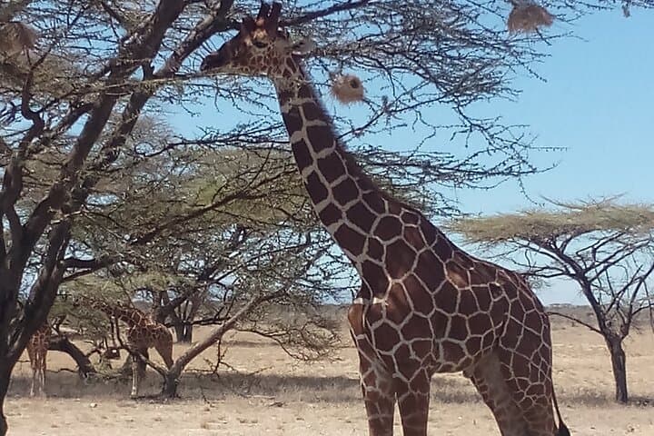 3-Day Luxury Safari: Samburu National Reserve and Ol Pejeta Conservancy Wildlife Tour