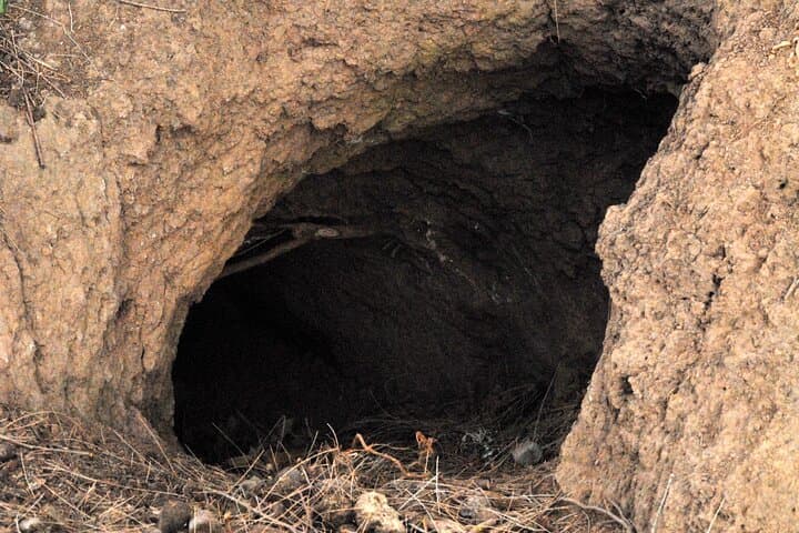 Walking with Wild Wombats: Private Day Trip from Sydney photo 5
