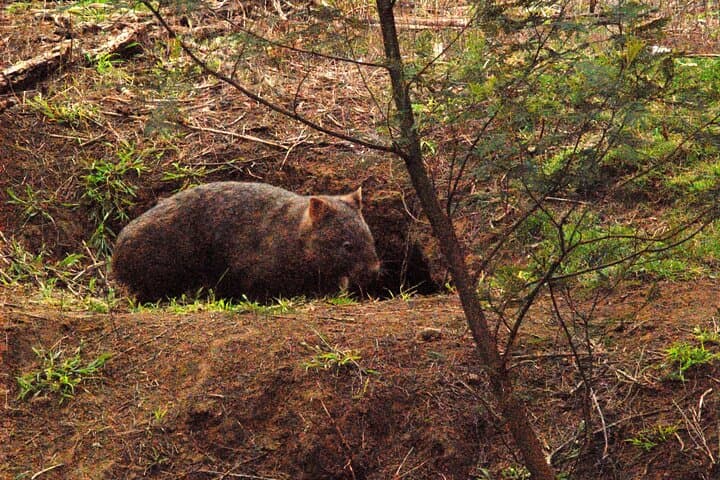 Walking with Wild Wombats: Private Day Trip from Sydney photo 3
